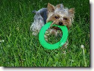 Jork��rsk� terier, Yorkshire Terrier,