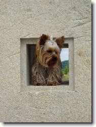 Jork��rsk� terier, Yorkshire Terrier,