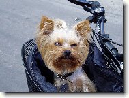 Jork��rsk� terier, Yorkshire Terrier,