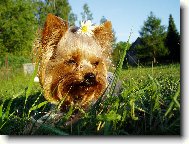 Jork��rsk� terier, Yorkshire Terrier,