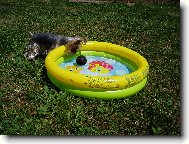 Jork��rsk� terier, Yorkshire Terrier,