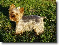Jork��rsk� terier, Yorkshire Terrier,