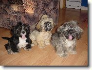 �icu, Shih-Tzu