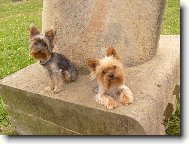 Jork��rsk� terier, Yorkshire Terrier,