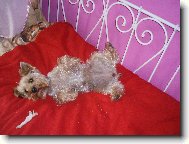 Jork��rsk� terier, Yorkshire Terrier,