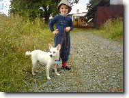 Deutscher spitz - Mittelspitz, German Spitz � Medium size Spitz