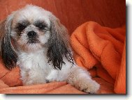 �icu, Shih-Tzu