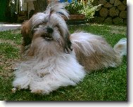 �icu, Shih-Tzu