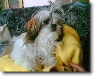 �icu, Shih-Tzu