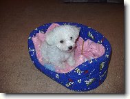 Bichon � poil fris�, Bichon Frise