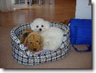 Bichon � poil fris�, Bichon Frise