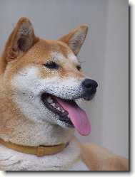 Shiba inu \(Dog standard\)