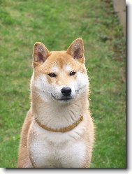 Shiba inu \(Dog standard\)