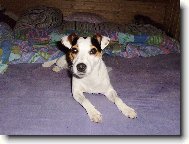 Parson Russel Terrier