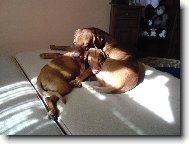 R�vidsz�r� Magyar Vizsla, Hungarian Short-haired Pointing Dog