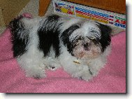 �icu, Shih-Tzu