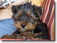 Jork��rsk� terier, Yorkshire Terrier,