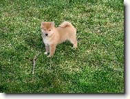Shiba inu \(Dog standard\)