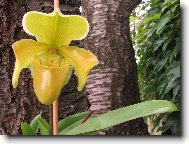 Paphiopedilum