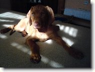 Hungarian short-haired pointer \(vizsla\) \(Dog standard\)
