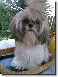 �icu, Shih-Tzu