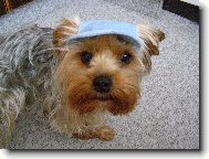 Jork��rsk� terier, Yorkshire Terrier,