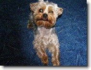 Jork��rsk� terier, Yorkshire Terrier,