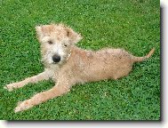 Irish Soft Coated Wheaten Terrier