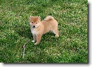 Shiba inu \(Dog standard\)