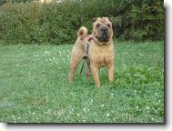 Shar-Pei