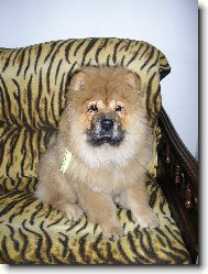 Chow Chow