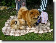 Chow Chow