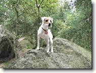 Parson Russel Terrier