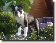 Boston Terrier
