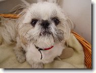 �icu, Shih-Tzu