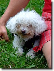 Bichon � poil fris�, Bichon Frise
