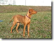 Hungarian short-haired pointer \(vizsla\) \(Dog standard\)