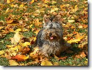 Jork��rsk� terier, Yorkshire Terrier,