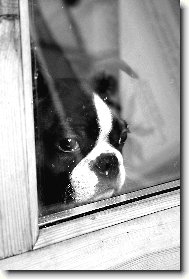 Boston Terrier