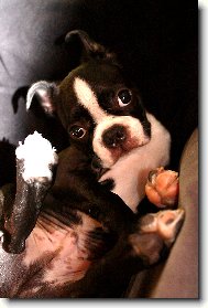 Boston Terrier