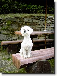 Bichon � poil fris�, Bichon Frise