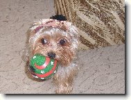 Jork��rsk� terier, Yorkshire Terrier,