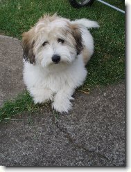 Coton de Tulear