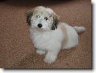 Coton de Tulear