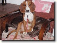 Deutsche Bracke, German Hound