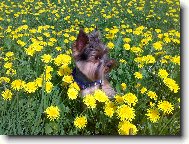 Jork��rsk� terier, Yorkshire Terrier,