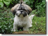 �icu, Shih-Tzu