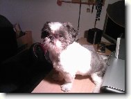 �icu, Shih-Tzu