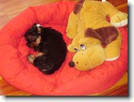 Jork��rsk� terier, Yorkshire Terrier,