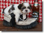 �icu, Shih-Tzu